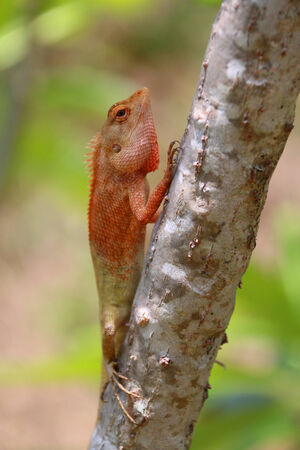 Bearded dragon on the tree.の写真素材