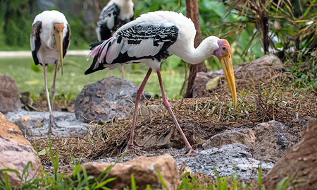 Painted Storkの写真素材