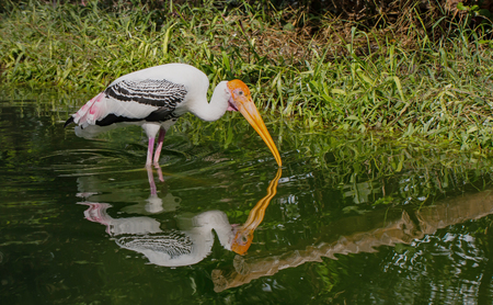 Painted Stork in waterの写真素材