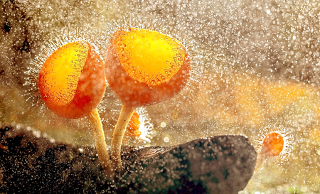 Mushroom, Champagneの写真素材