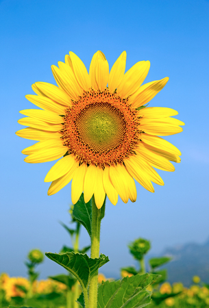 Beautiful sunflowers in the fieldの写真素材