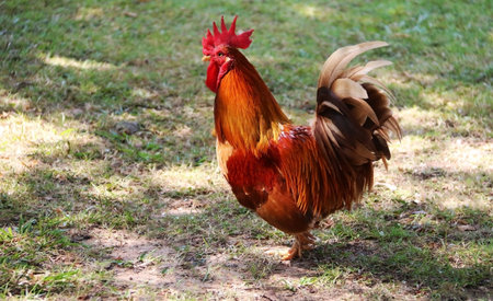chicken on the garden
