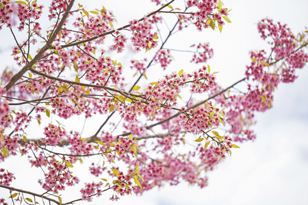 Wild himalayan cherry flowerの写真素材