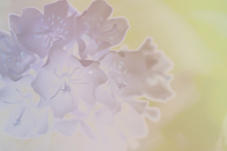 Flower soft focus on pastel toneの写真素材