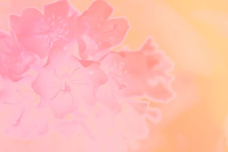 Flower soft focus on pastel toneの写真素材