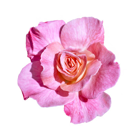 rose isolated on white backgroundの写真素材