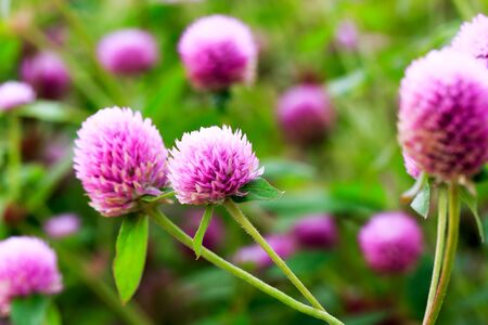 amaranth flowers in the garden with soft focusの写真素材