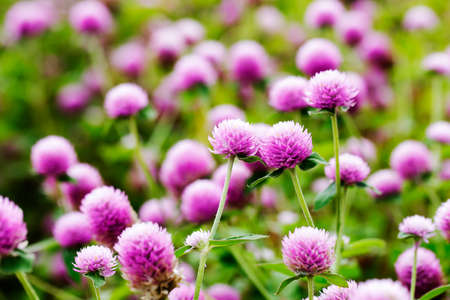 amaranth flowers in the garden with soft focus , blurred focusの写真素材