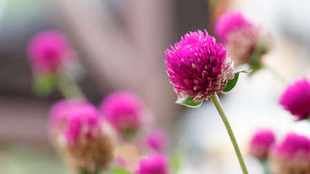 amaranth flowers in the garden with soft focusの写真素材