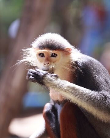 Macaque monkeys five colorsRed-shanked Douc eating nut at open Zoo, Thailandの写真素材