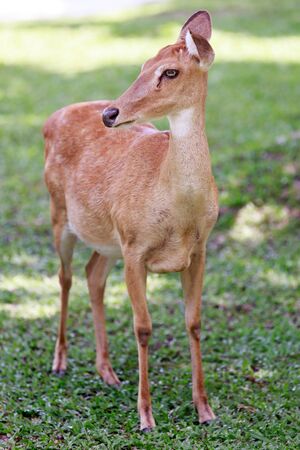 Deer in the open zoo, Thailandの写真素材