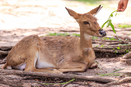 Deer in the open zoo, Thailandの写真素材