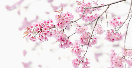 Pink Cherry blossom, sakura flowersの写真素材