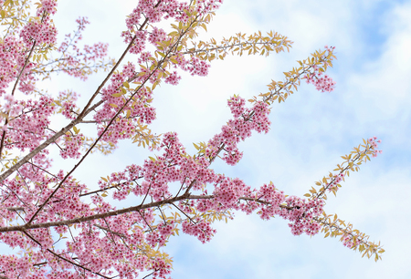 Cherry blossom, sakura flowers on blue skyの写真素材