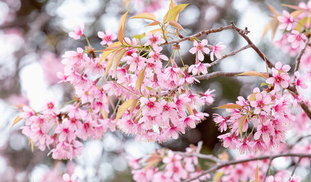 Cherry blossom, sakura flowersの写真素材
