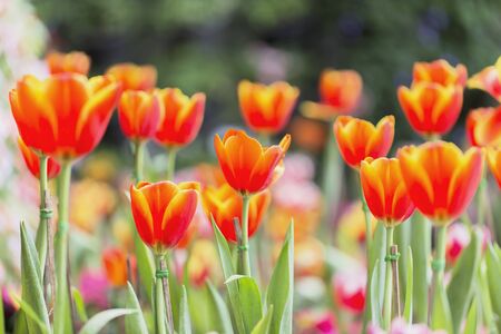 Tulip. Beautiful bouquet of tulips. colorful tulipsの写真素材
