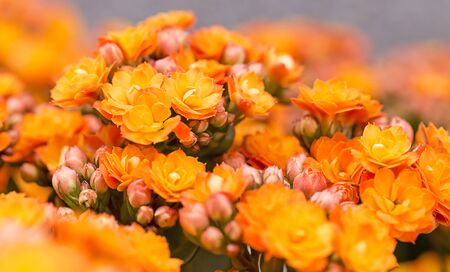 Close-up , soft focus  beautiful orange flowersの写真素材