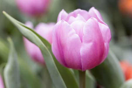 Tulip. Beautiful bouquet of tulips. colourful tulipの写真素材