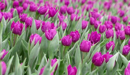 Tulip. Beautiful bouquet of tulips. colourful tulipの写真素材