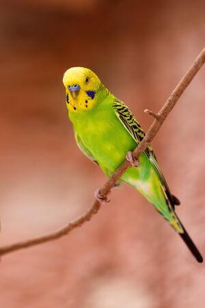 beautiful green parrot lovebirdの写真素材