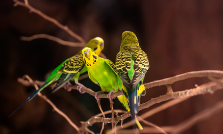 beautiful green parrots lovebird on  nature backgroundの写真素材
