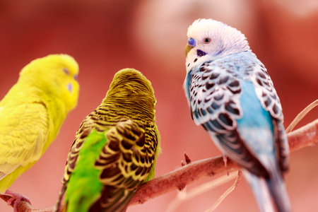 beautiful parrot lovebird on colorful nature background