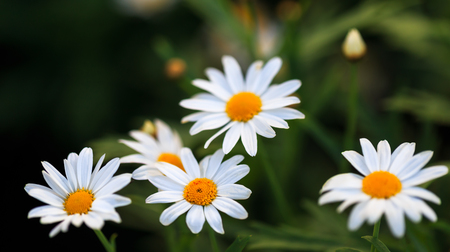 White daisy flower in the gardenの写真素材
