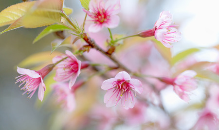 Sakura flowers , Cherry blossomの写真素材