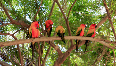 Beautiful colorful parrot, Sun Conure