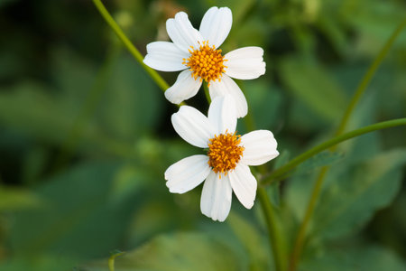 I spring with a start.の写真素材