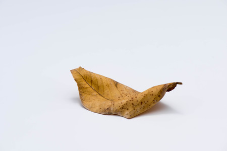 dry leaf closeup on the white backgroundの写真素材