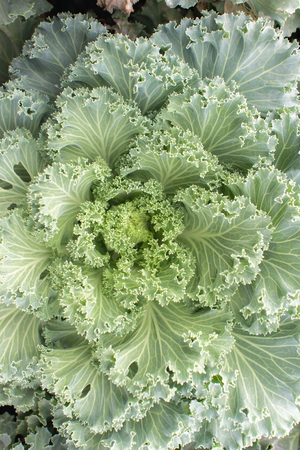 Flowering Cabbage or ornamental leaved kale vegetable in garden.の写真素材