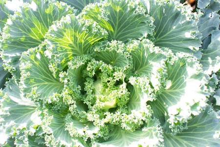 Flowering Cabbage or ornamental leaved kale vegetable in garden.の写真素材