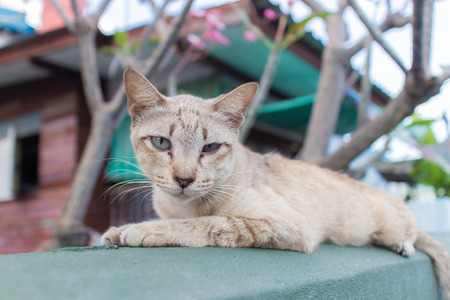The cat lying on a wall and look at seeing you.の写真素材