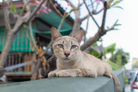 The cat lying on a wall and look at seeing you.の写真素材
