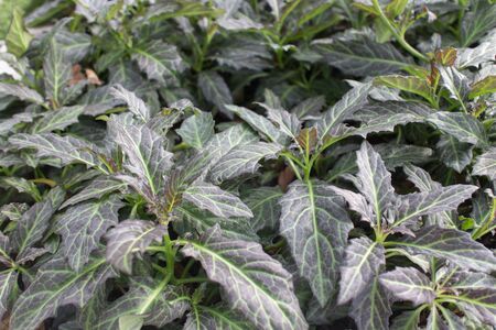 Gynura pseudochina plants in the nature garden.の写真素材