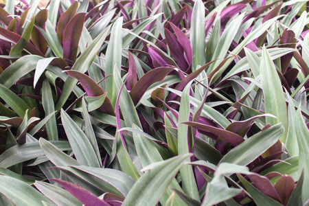 Top view of Tradescantia spathacea texture background.の写真素材