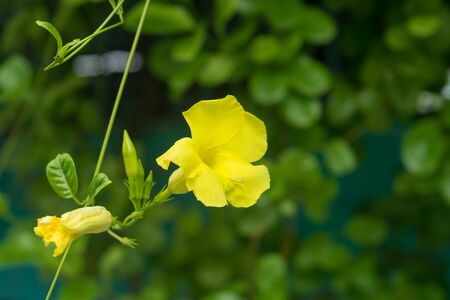 Yellow flowers blossoming in spring time, natural background.の写真素材