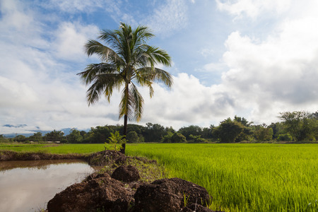 A green field of growing rice, a blue sky with rare white clouds in thailand., tropical trees on the horizon, a bright sunset sunの写真素材