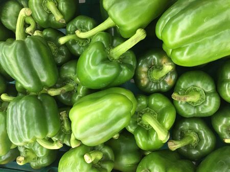 green pepper harvest. many fresh green peppers.の写真素材