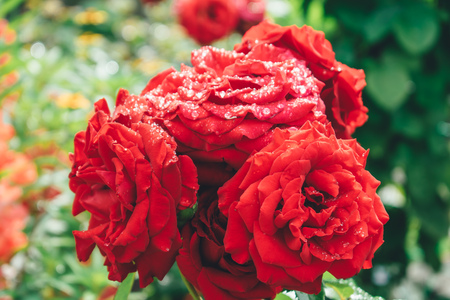 bright real flowersの写真素材