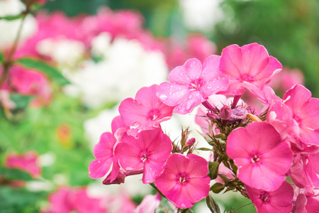 bright real flowersの写真素材