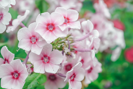 bright real flowersの写真素材