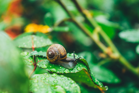 snail on leaf after rainの写真素材