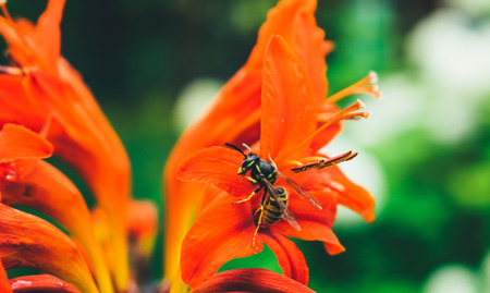 wasp macro on the flowerの写真素材