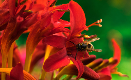 wasp macro on the flowerの写真素材