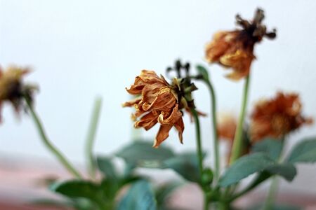 flowerの写真素材