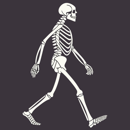 Human skeleton on a black background. Vector illustration. Eps 10.のイラスト素材