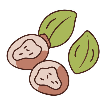 Illustration of hazelnuts on white background. Vector illustration.のイラスト素材
