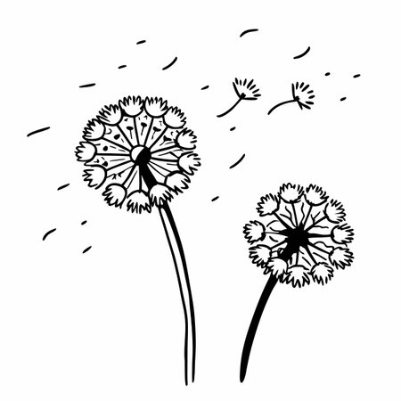 Dandelion flower. Hand drawn doodle vector illustration.のイラスト素材